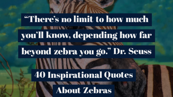 40 Inspirational Quotes About Zebras (I Love Zebras Quotes)